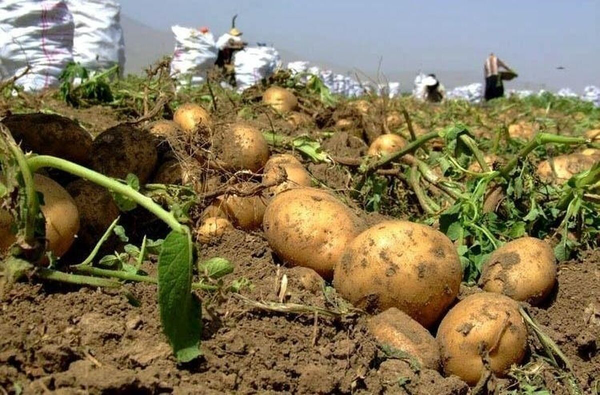 برداشت طلای خاک از مزارع آذربایجان‌شرقی